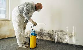 Best Mold Odor Removal Services in Lewisburg, KY